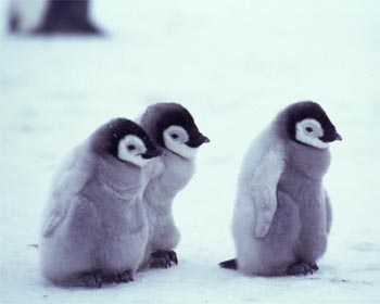 http://www.questionablecontent.net/images/penguins.jpg